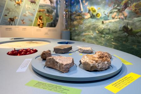 Koněpruské jeskyně - Dům přírody Českého krasu - expozice