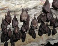 kolonie vrápence v Mladečských jeskyních